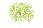 Willow