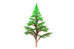 Fir