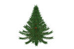 - Fir