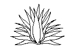 - Aloe
