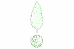 - Fir