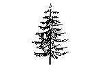 Fir